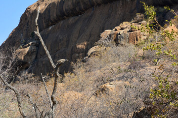 The bird sits on a dry tree under a desert hill