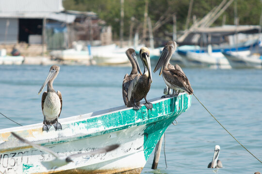 Pelicans standing in a fishing boat