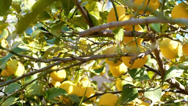 Lots of lemons on the tree. Lemon harvest