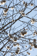 Ceiba tree fluff ready to fall