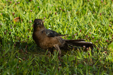 Kaaw bird taking a shore in the grass