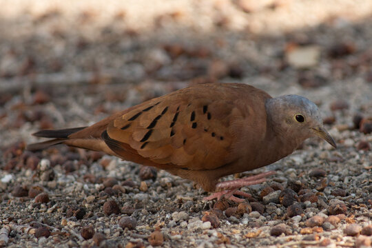 Close up of tortolita walking away