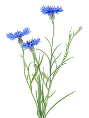 Bouquet of blue cornflowers isolated on a white background. Flowers of knapweed, Centaurea cyanus.