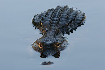 A closeup photo of an American Alligator lurking in the shallow waters.
