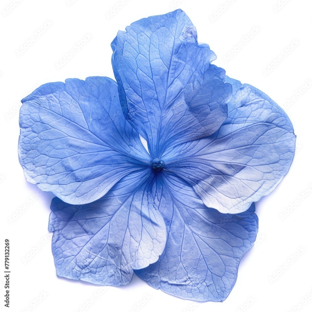 Poster close up of a blue flower on a white surface. suitable for various design projects