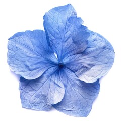 Close up of a blue flower on a white surface. Suitable for various design projects