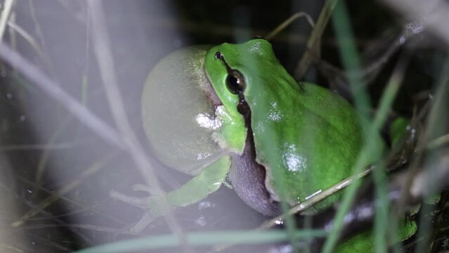 Rufender Laubfrosch (Hyla arborea) im T&uuml;mpel mit Froschkonzert