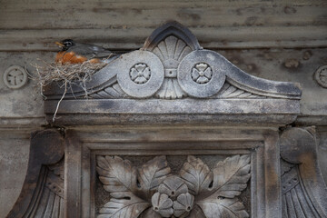 american robin nest on historical building - 779132820