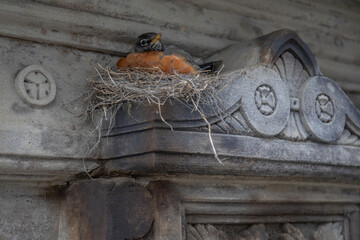 american robin nest on historical building - 779132832