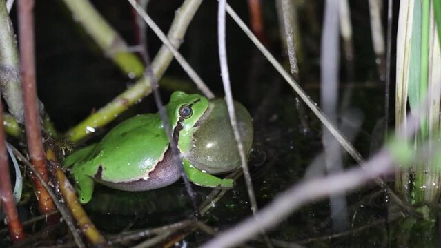 Rufender Laubfrosch (Hyla arborea) im T&uuml;mpel mit Froschkonzert