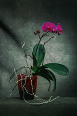Phalaenopsis orchid bush in a pot on a dark background