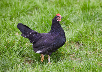  domestic feathered bird black hen on green grass