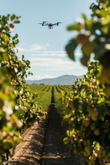 Fototapeta premium Modern technology in agriculture, drone-assisted crop monitoring, and precision harvesting methods
