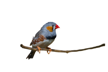 Budgie in various colors on a branche isolated png transparency