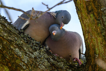 Two Common Wood Pigeon on a branch