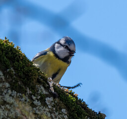 Blue Tit sitting on a branch