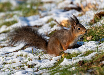 Naklejka na ściany i meble Squirrel on snowy landscape