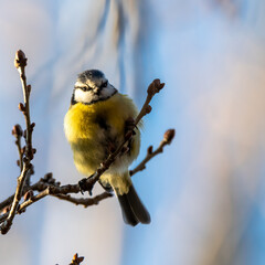 Bluetit standing on branch
