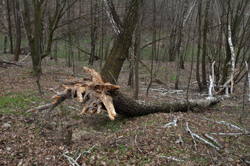 fallen birch trees in a spring forest
