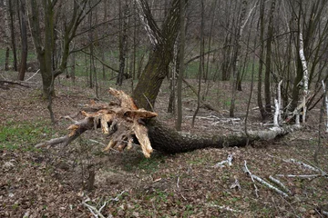 Rolgordijnen fallen birch trees in a spring forest © wiha3