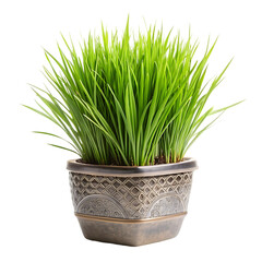 Grass isolated on transparent background
