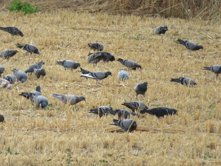 pigeons feathers food hunting natural animal urban beak