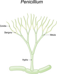 Penicillium anatomy. Structure of a Microscopic fungi