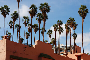 Palm trees in the city of Marrakech, Moro,cco - 779145674