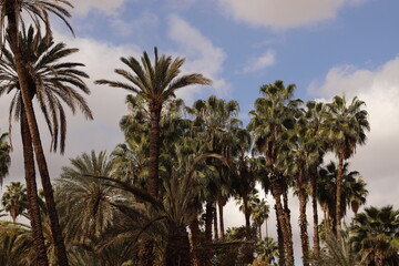 Palm trees in the downtown of Marrakech - 779145809