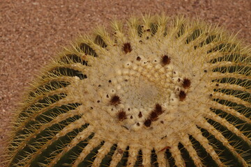 Close up of a cactus - 779145838