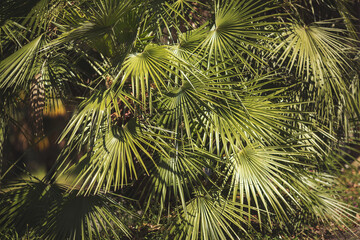 Fototapeta premium evergreen false palm tree of Japanese origin and small height. Green palm leaves in summertime. Natural background of green tropical forest. Leafy pine forest patterns for creative design elements.