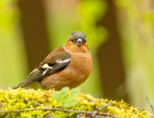 Close up of a male chaffinch in the sunshine with natural background 