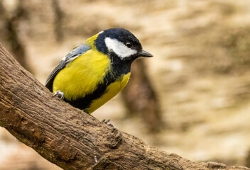 Obraz premium Close up of a great tit bird perched on a branch