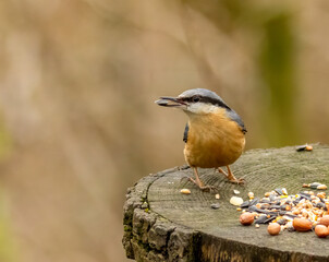 Close up of a beautiful nuthatch bird in the Scottish Borders