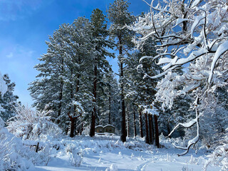 Cabin in snowy woods, High Sierra, snow encrusted pine trees, fresh sunny day, outdoors, winter