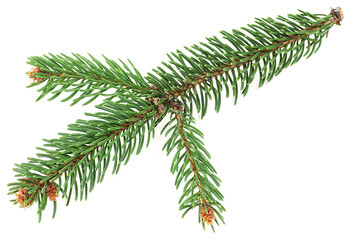 Green spruce or pine branch with needles isolated on a white background. Branch of fir Christmas...