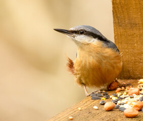 Close up of a beautiful nuthatch bird in the Scottish Borders