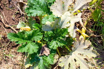 A zucchini plant grows in the ground with withered, diseased leaves affected by phytosporosis