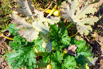 A zucchini bush grows in the ground with withered, diseased leaves affected by powdery mildew. Disease prevention