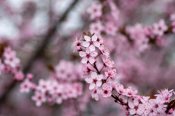 Canadian black plum Prunus nigra light pink flowers in bloom, beautiful flowering ornamental shrub with brown red leaves