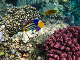 Beautiful fish in the coral reef of the Red Sea