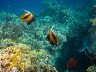 Fototapeta na wymiar Beautiful fish in the coral reef of the Red Sea