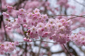 Prunus sargentii accolade sargent cherry flowering tree branches, beautiful groups light pink petal flowers in bloom