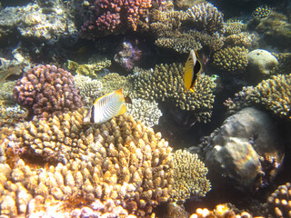 Beautiful fish in the coral reef of the Red Sea