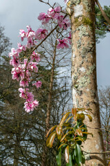 A magnolia tree showing a flowering branch