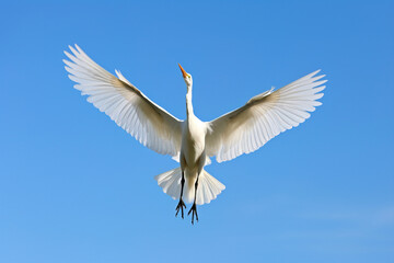 Obraz premium white heron in flight.