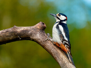 Great spotted woodpecker - Grote bonte specht -Dendrocopos major