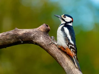 Foto op Aluminium Great spotted woodpecker - Grote bonte specht -Dendrocopos major © Holland-PhotostockNL
