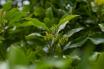 A clove tree will begin blossoming