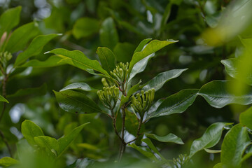 A clove tree will begin blossoming